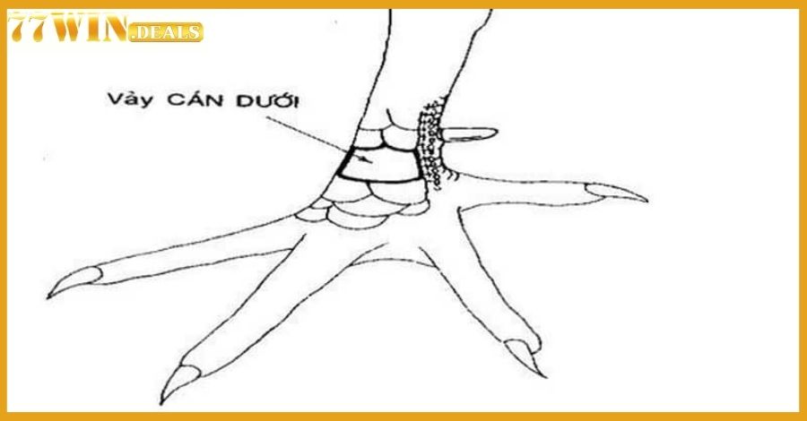 Vảy tam tài án thiên mang đến những đòn đá hiểm