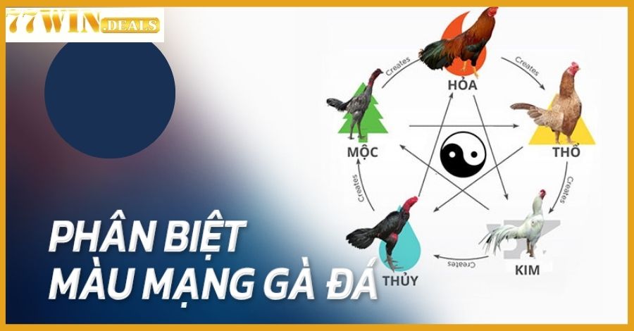 Hướng dẫn xem màu mạng gà đá nâng cao vận may khi cá cược