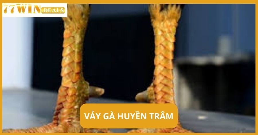 Vảy Gà Huyền Trâm là gì? Cách nhận biết và chăm sóc gà chọi!