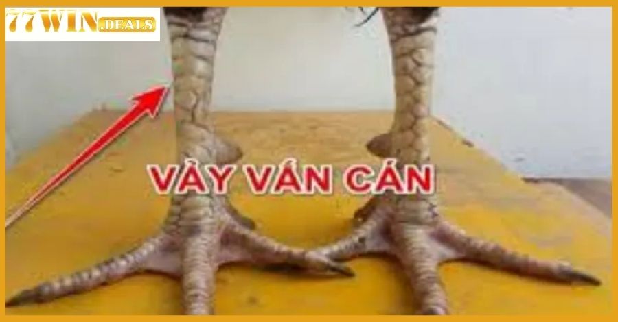 Vảy Gà Vấn Cán