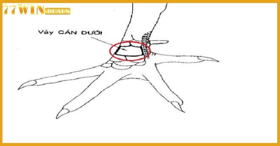 Vảy gà vấn cán tốt hay xấu còn tùy thuộc vào vị trí